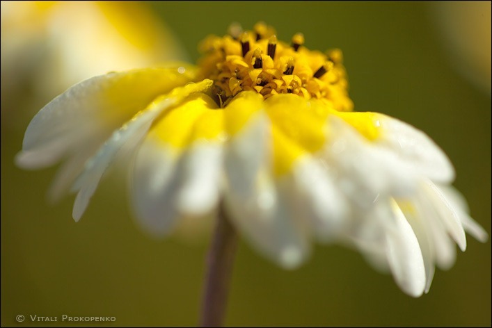 In a Flower Field