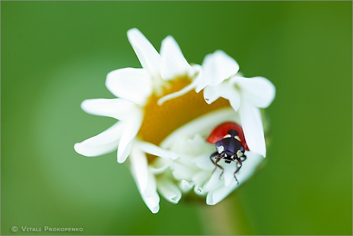 Good Night, Ladybug